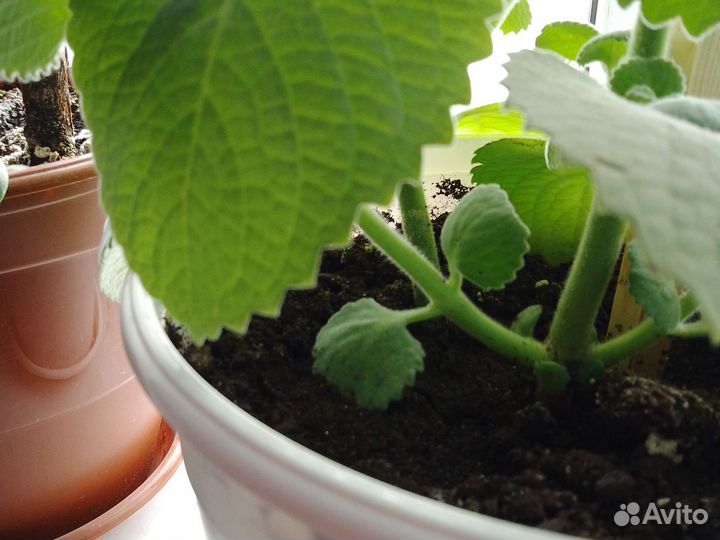 Комнатная мята