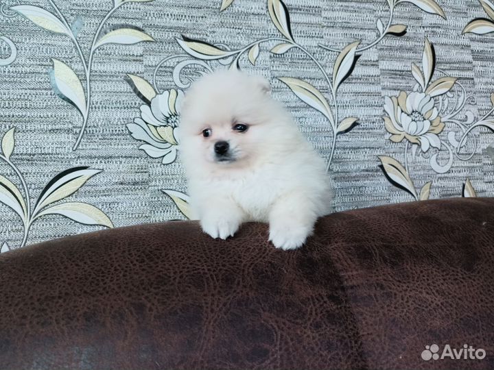 Шпиц