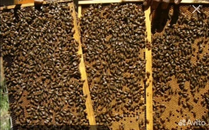 Пчелопакеты