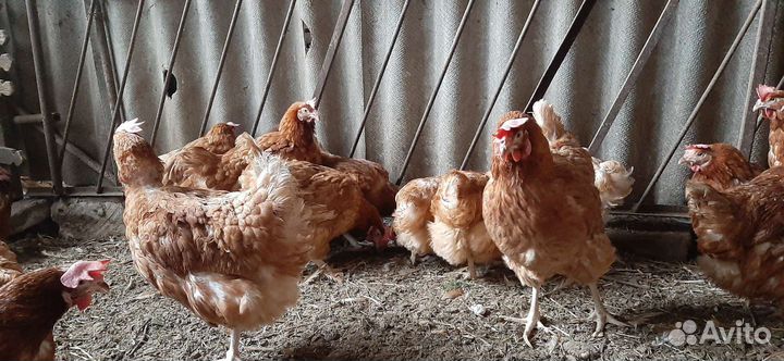 Куры несушки молодые