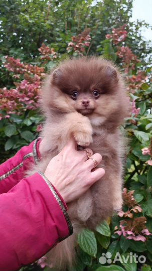 Немецкий шпиц