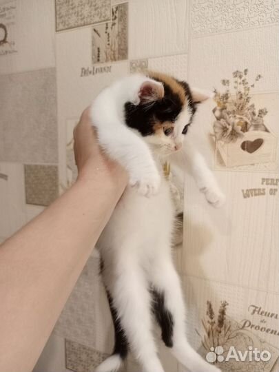 Кошечка в добрые руки