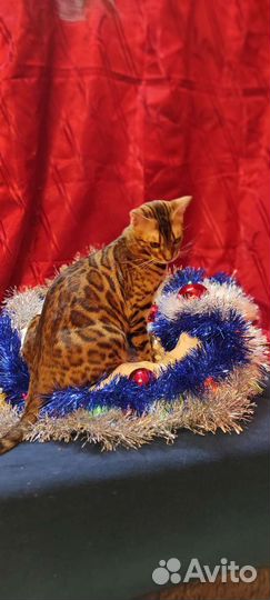 Чистокровные бенгальские котята