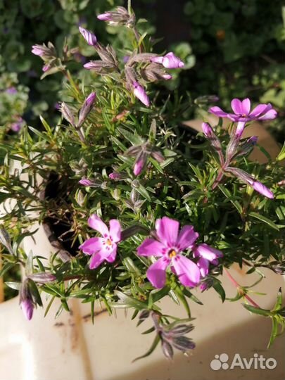 Флокс шиловидный, бадан, ветреница