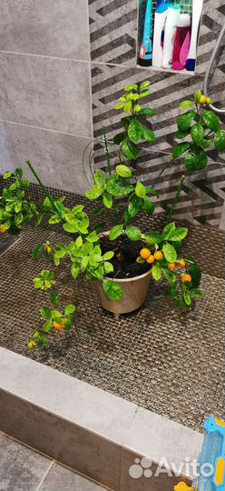 Мандариновое дерево с плодами