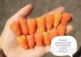 Саженцы ежевики,малины,ежемалина,дерево малина