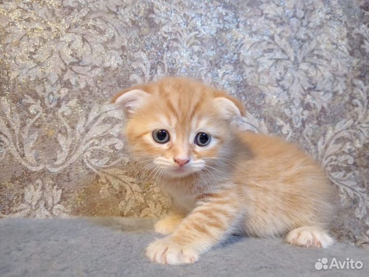 Шотладские котята