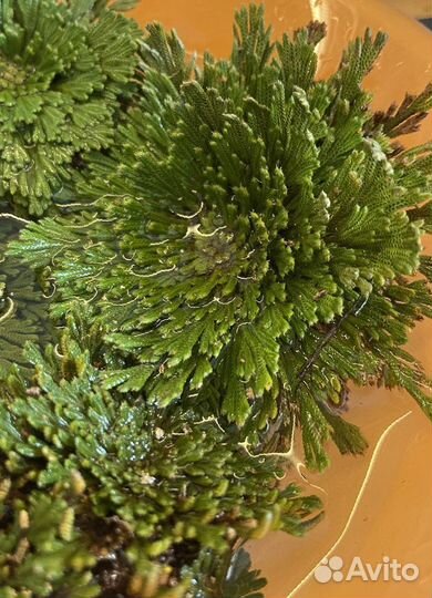 Иерихонская роза средние пучки для перепродажи