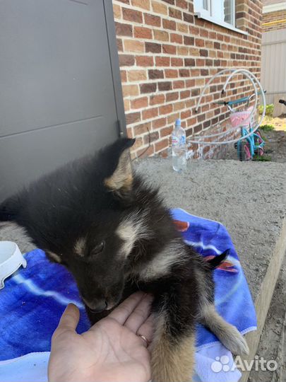 Щенок отдам бесплатно, в хорошие руки