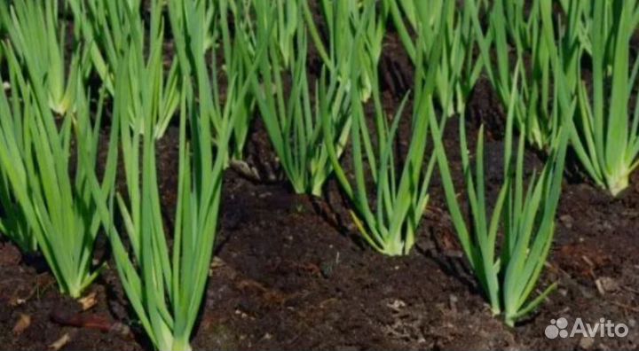 Сотрудники для выполнения работ в теплице