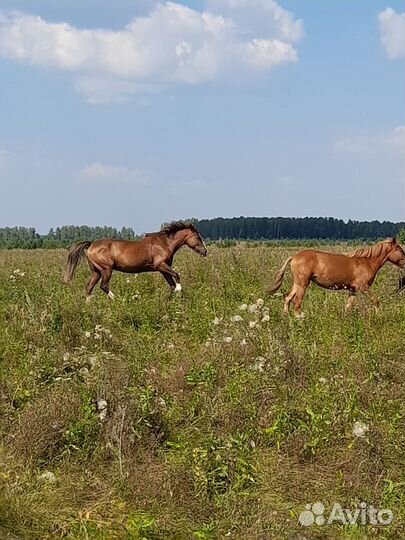 Кобылы и жеребята башкирской породы