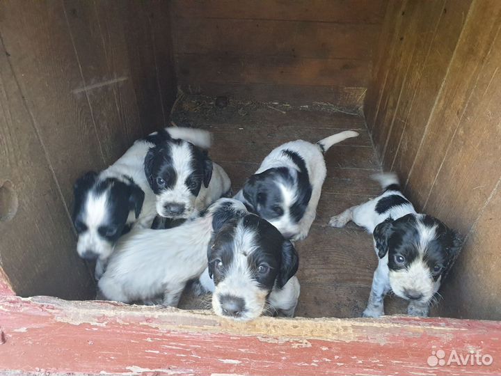 Щенки спаниеля