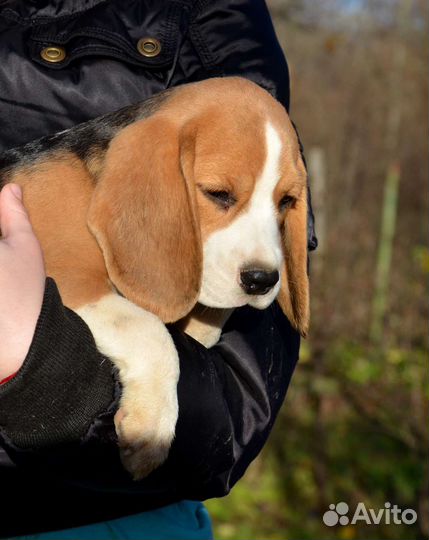 Щенки бигль