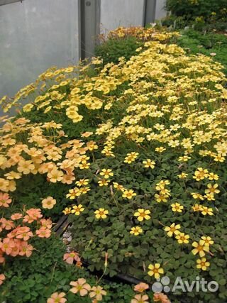 Кислица желтая