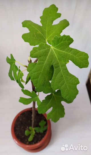 Саженцы Инжира, Браун Туркей