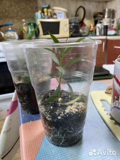 Олеандр махровый розовый