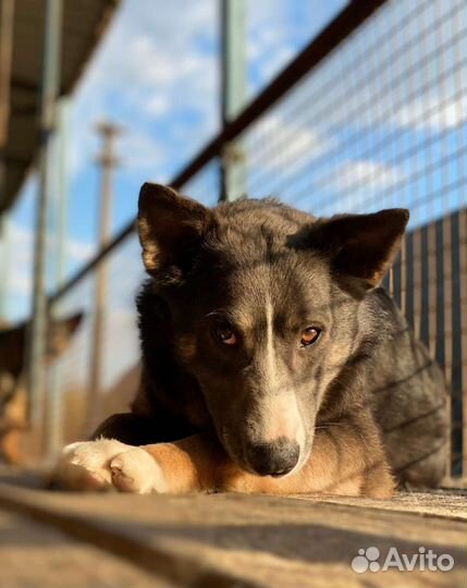 Собака в добрые руки