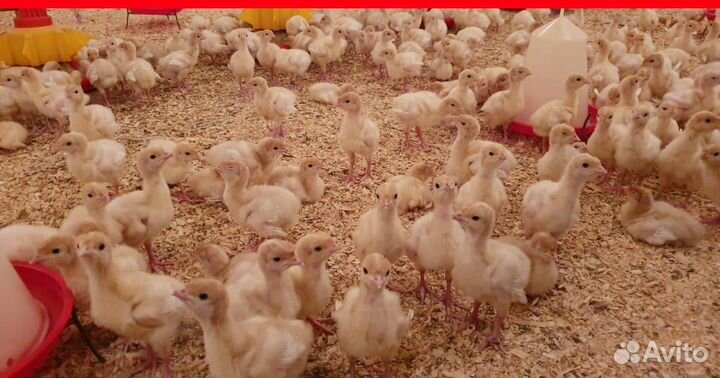 Разделка индейки Вахта/Оплатим проезд