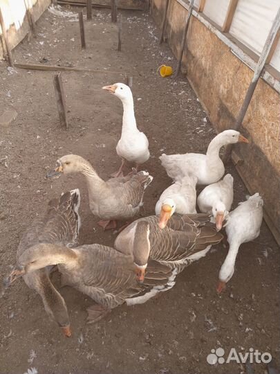 Продам гусей