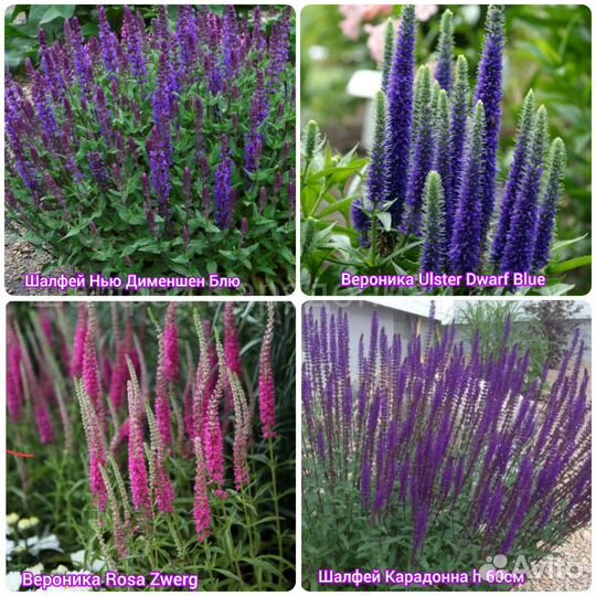 Флоксы Хоста Вероника Гейхеры Садовые растения