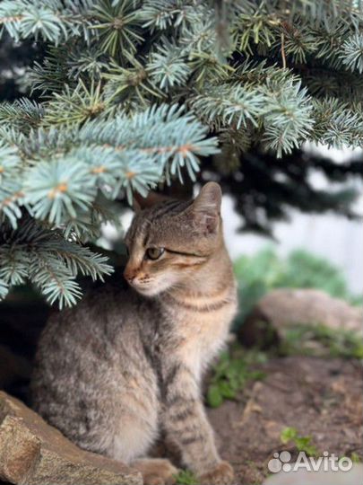 Котёнок девочка замерзает на улице