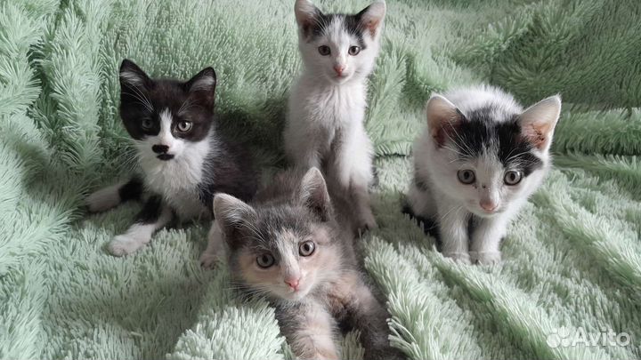 Ла-перм лаперм