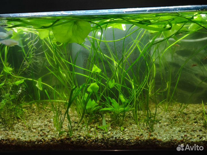 Аквариум Aquatlantis Aquadream 80 (90л) с рыбками