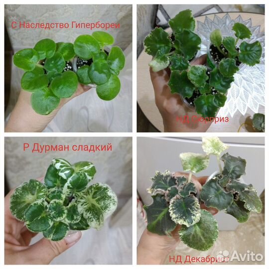 Детки сортовых фиалок