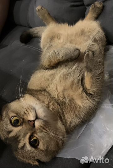 Шотландский вислоухий кот для вязки