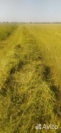 Сено суданка