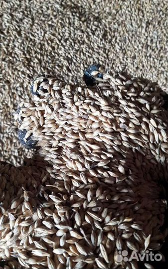 Семечко, Кормовой ячмень на корм/посев