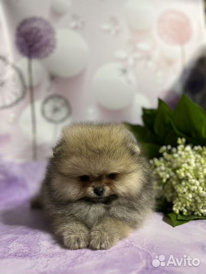 Померанский шпиц