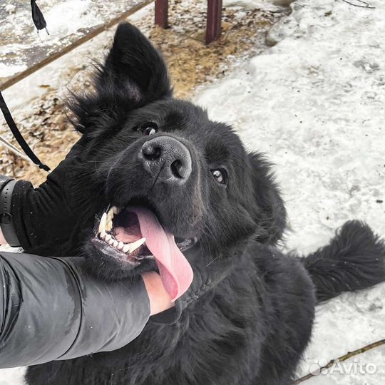 Молодой пес ищет дом