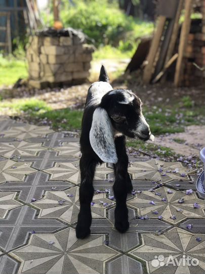 Англо нубийские козлята