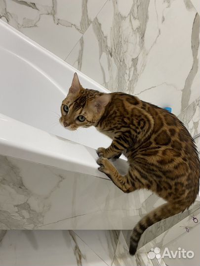 Бенгальская