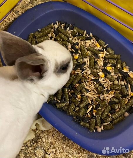 Калифорнийский декоротивный кролик