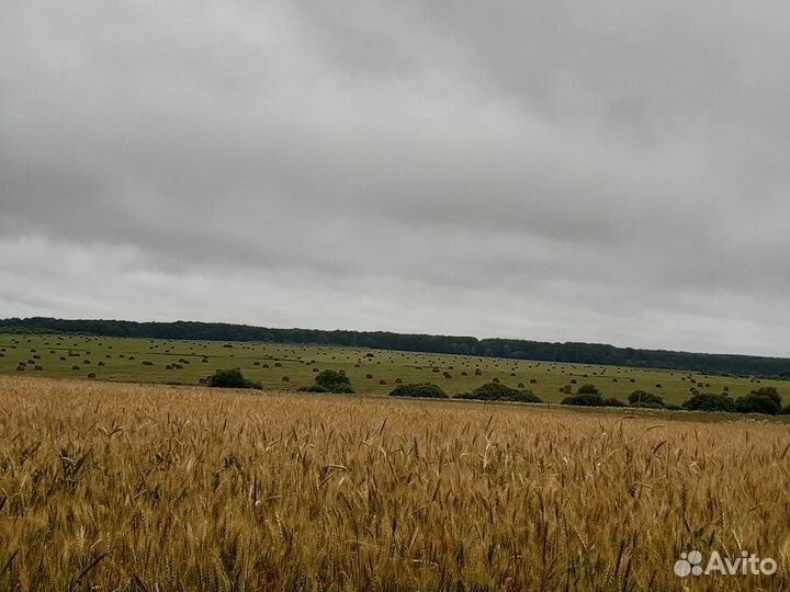 Действующее сельхозпредприятие