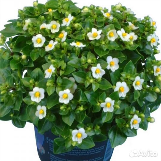 Экзакум (персидская фиалка)