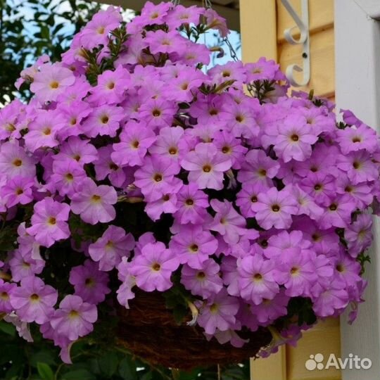 Семена петунии ампельной гигантской