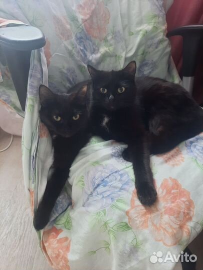 Отдам в добрые руки кошек