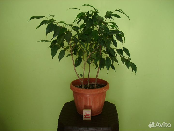 Фикус Бенджамина
