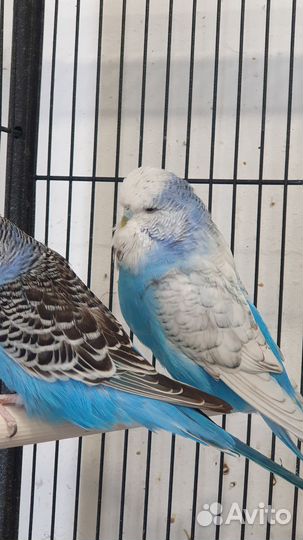 Выставочный попугай чех