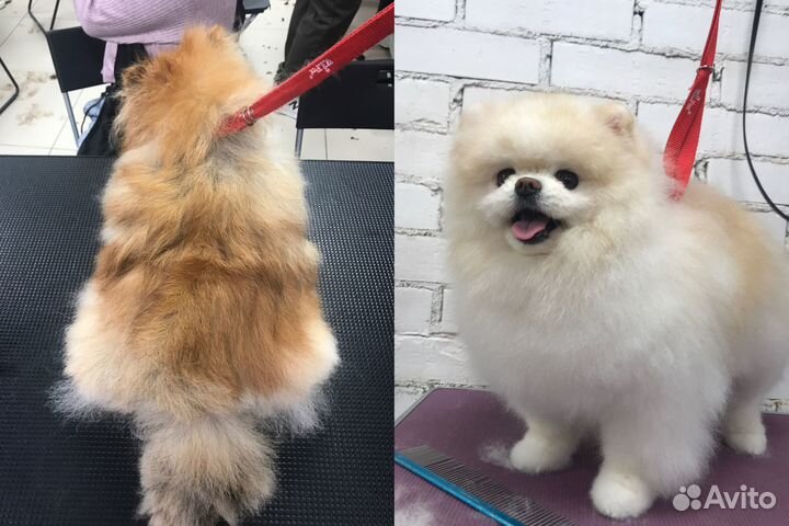 Грумер на дом