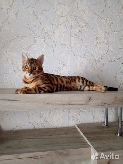Бенгальский кот вязка