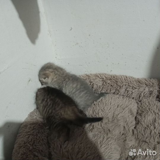 Британская кошка в дар