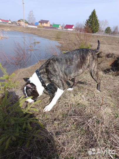 Ищем мальчика для вязки