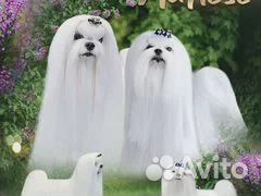 Мини девочка мальтезе