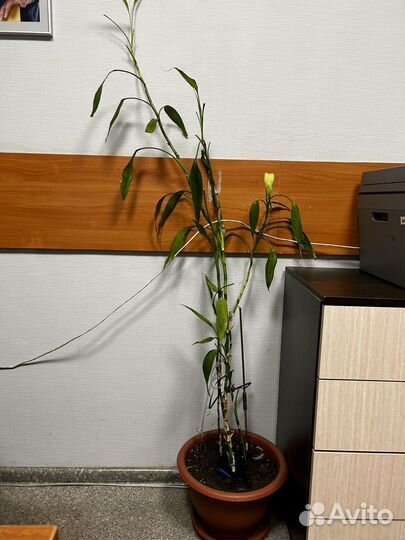 Отдам бесплатно комнатные цветы