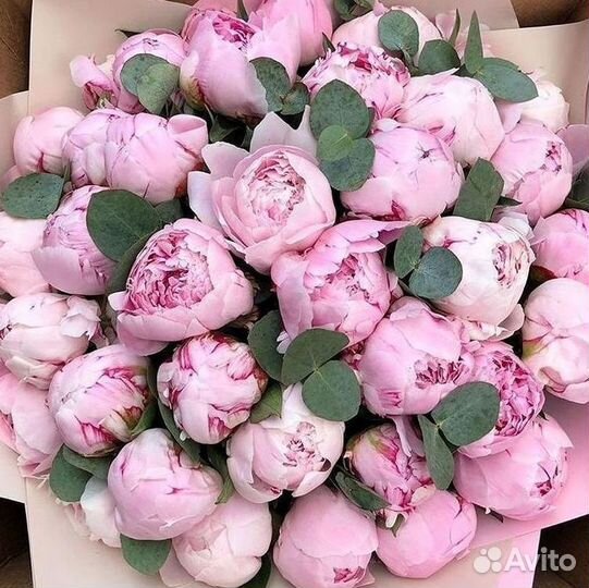 Пионы Букет