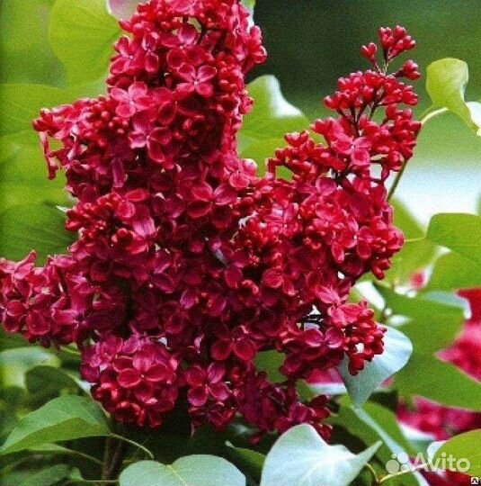 Сирень сортовая разных оттенков